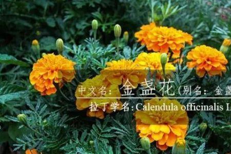 汉开头的植物