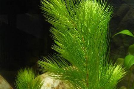 哪种沉水植物释放氧气量最多
