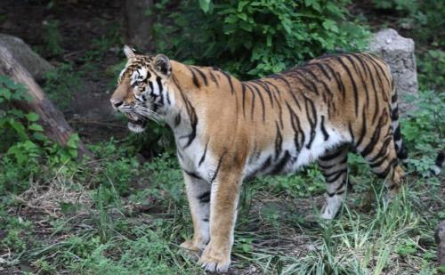 凛凛生威的意思