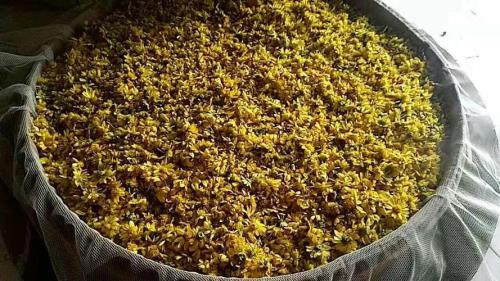 菊花种子如何采收