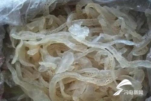 背上有点点的海蜇是什么品种