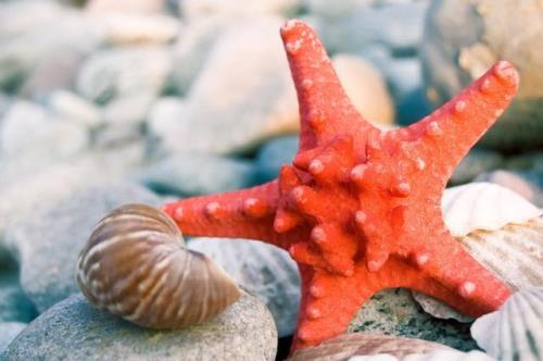 海星吃起来为什么是苦