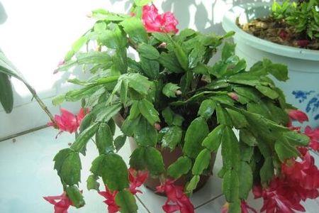 蟹爪兰花语寓意