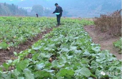 油菜6至7叶能控旺吗