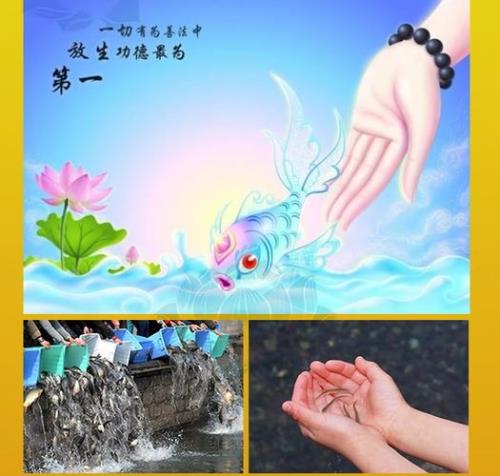放生泥鳅去寺庙代表什么寓意