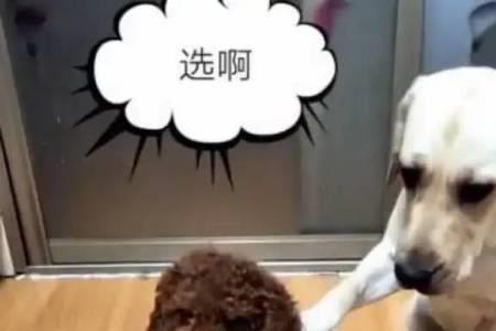 泰迪跟拉布拉多哪个好养
