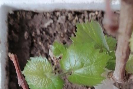 葡萄树从根部发芽会结葡萄吗