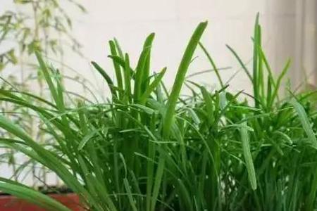 种韭菜的盆多高