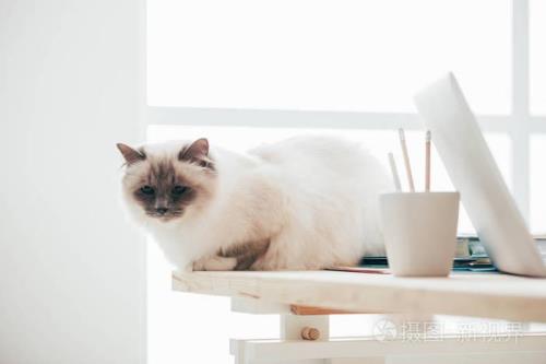 猫咪把脸往桌子腿上蹭还磨牙