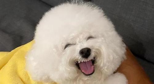 给比熊定时喂水还是随便喝