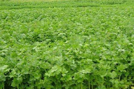 冬天芹菜种植时间和方法