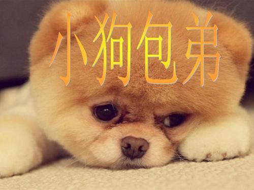 犬弟的意思