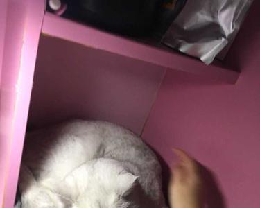舍友养猫怎么解决