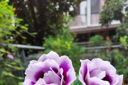大岩桐需要掰掉侧芽吗