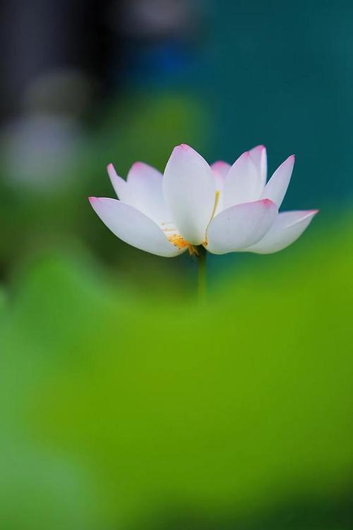 清秋待井宿歌词意思