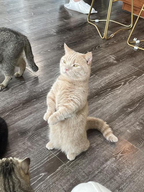 猫为什么拜拜