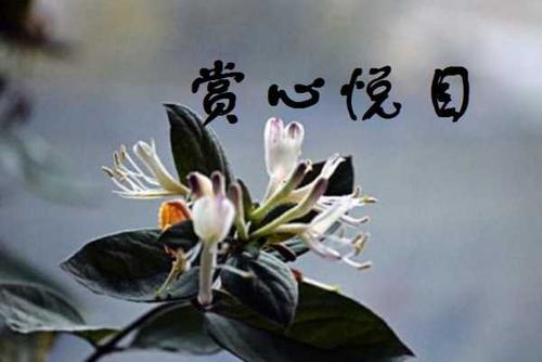 乃心是什么意思