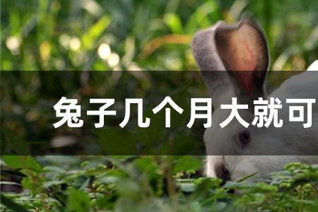 兔子多大不能生育