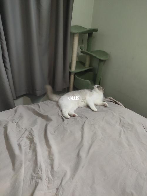 猫咪为什么会挠床单