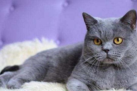 蓝猫一般的多少钱一只