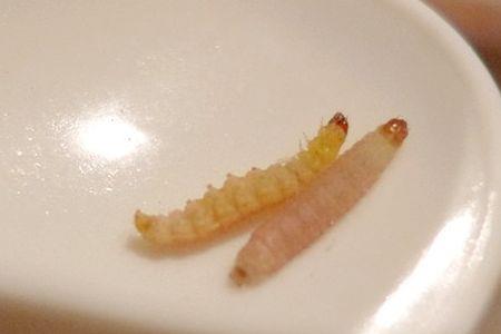 米虫能用水泡几分钟能死吗