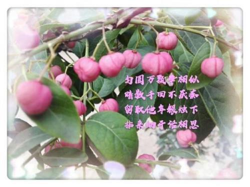 思念成殇能用于对父母的思念吗