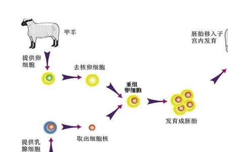克隆蛋白是什么意思