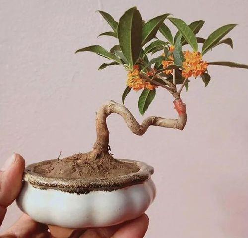 桂花树盆景的修剪方法