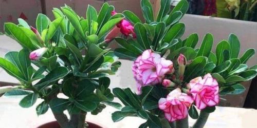 沙漠玫瑰雌雄花蕊怎么分辨