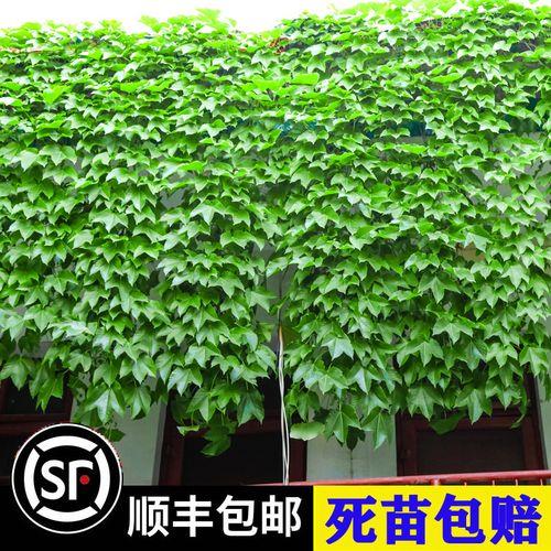 三叶最后活了吗