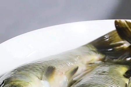 鱼能吃饭吗
