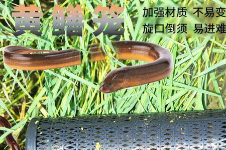 鱼笼捕白条用什么诱饵
