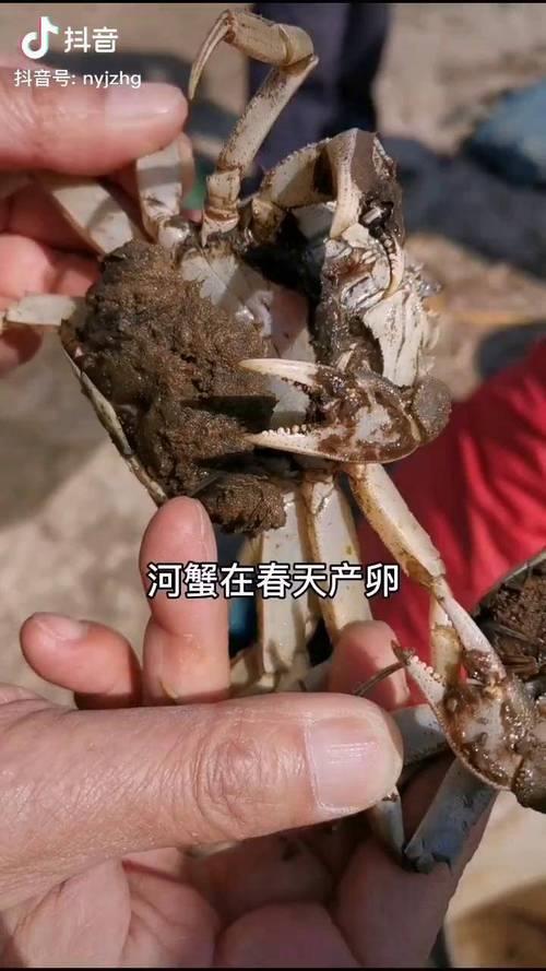 家养螃蟹产卵孵化全过程