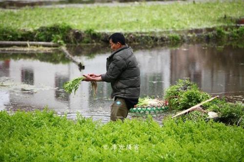 水芹底砂种植效果