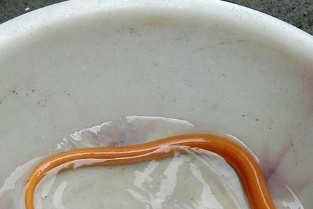黄鳝到春季的什么时候出来