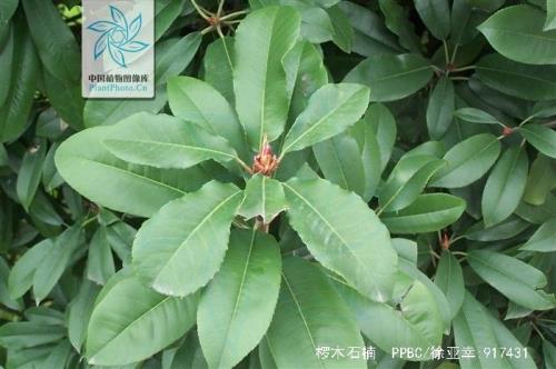 椤木石楠是楠木的一种吗