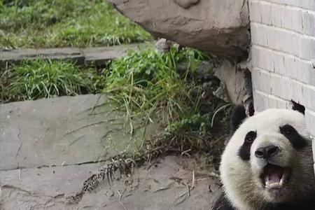 名正言顺代表什么动物