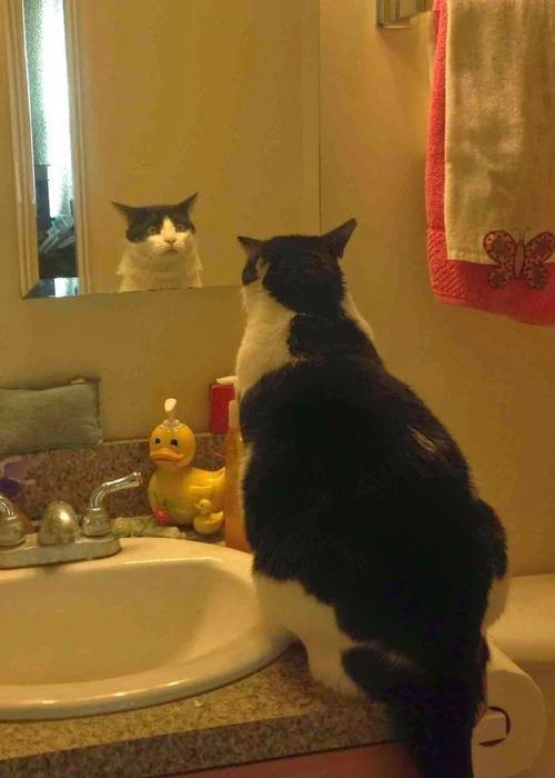 猫为什么挠镜子