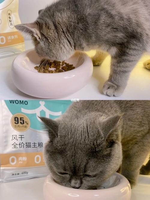 新猫吃旧猫的粮怎么办