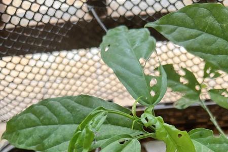 垂丝茉莉叶子背面发粘的小白点