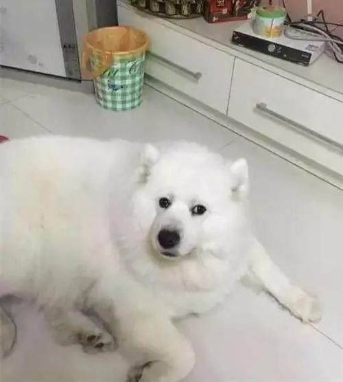 萨摩耶剪胡子要紧吗