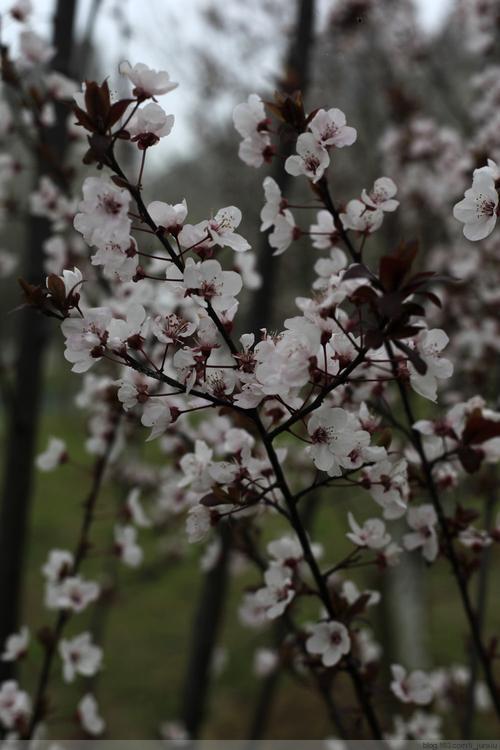 李子花怕冻吗
