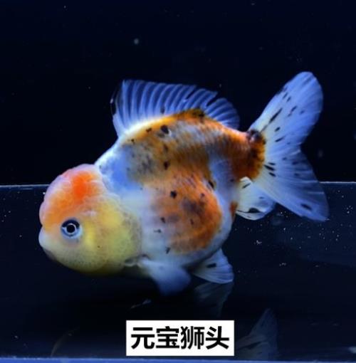 元宝鱼尾巴为什么会变黑