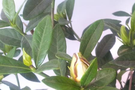 栀子花冬天死掉的原因