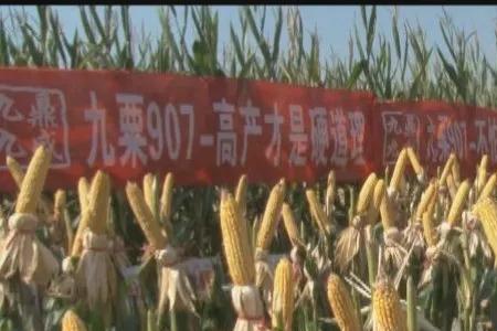 正大719玉米种子是转基因吗