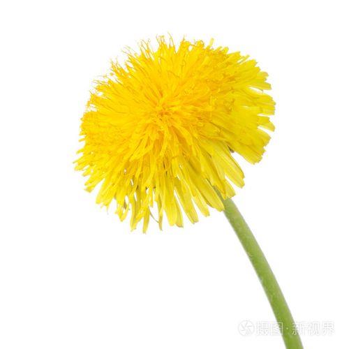蒲公英花粉什么味道