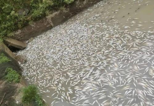鱼塘水浑浊大量死鱼怎么办