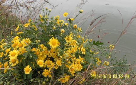 野菊花采什么样的好