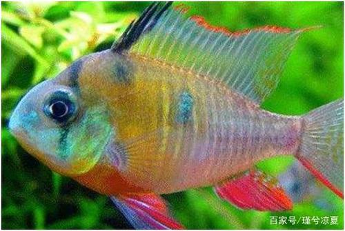 凤凰鱼的养殖方法和注意事项