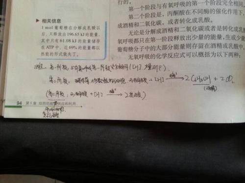 为什么无氧呼吸不是耗能最少的